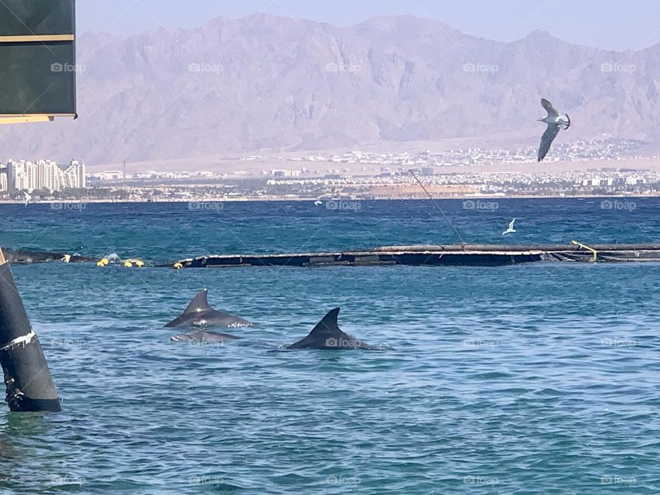 Dolphins swimming in the sea with the city at the background and seagull flying above