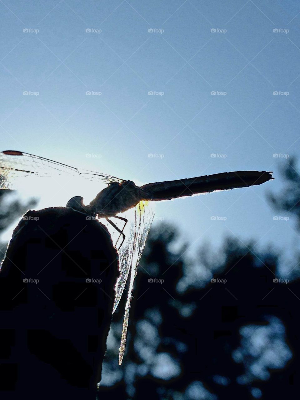Dragonfly silhouette in late afternoon sunshine, blue sky.