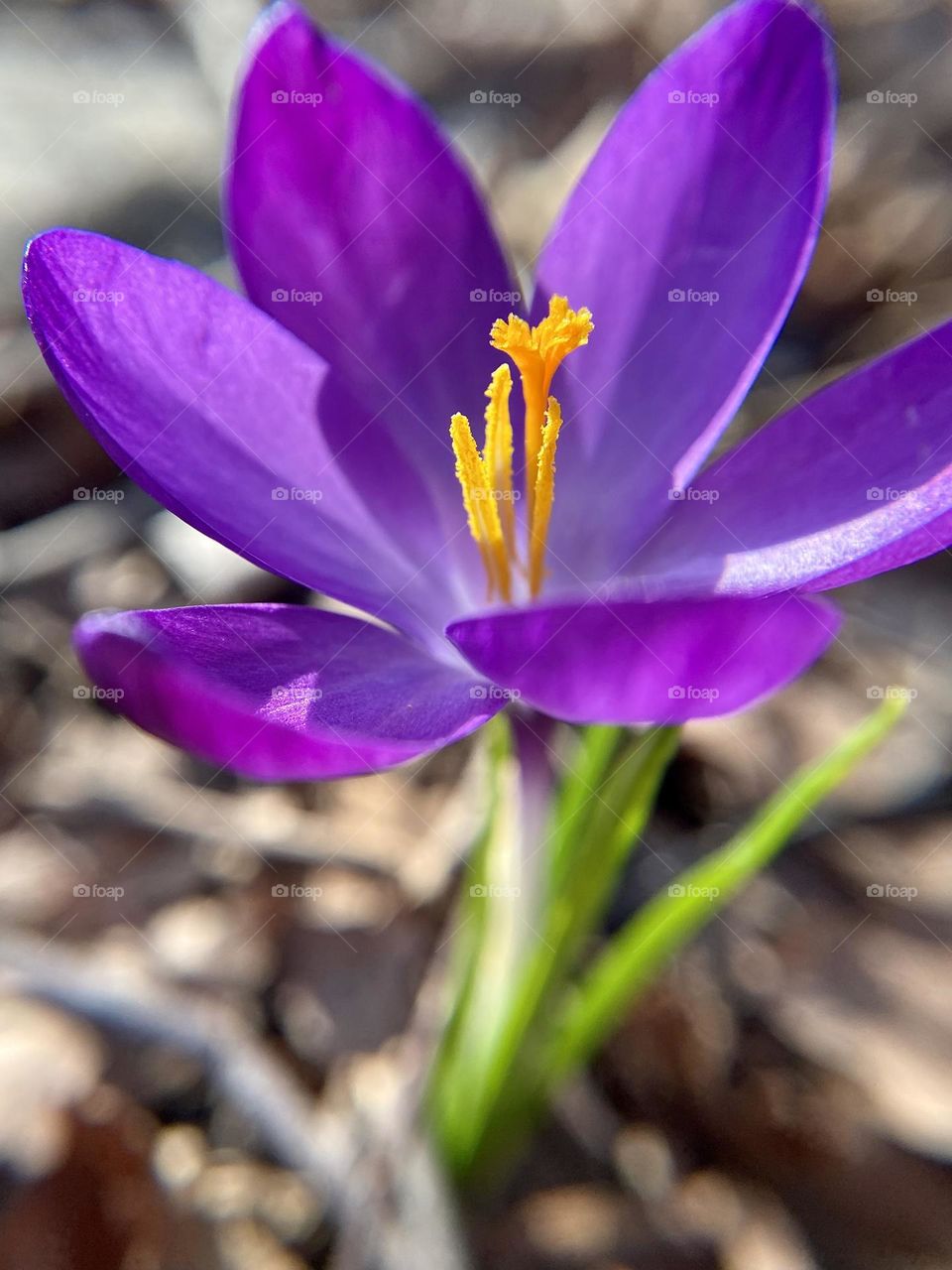 A beautiful purple crocus