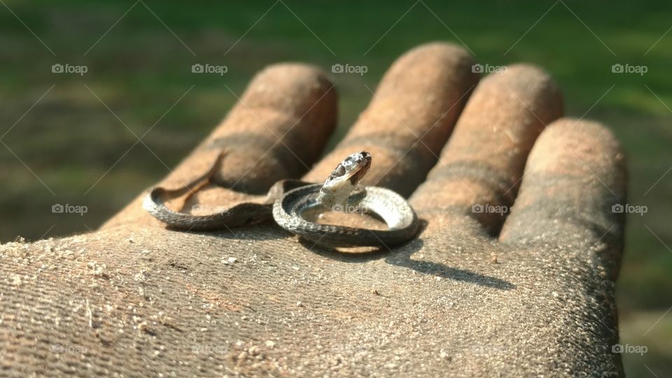 No Person, Nature, Closeup, Desktop, Wood