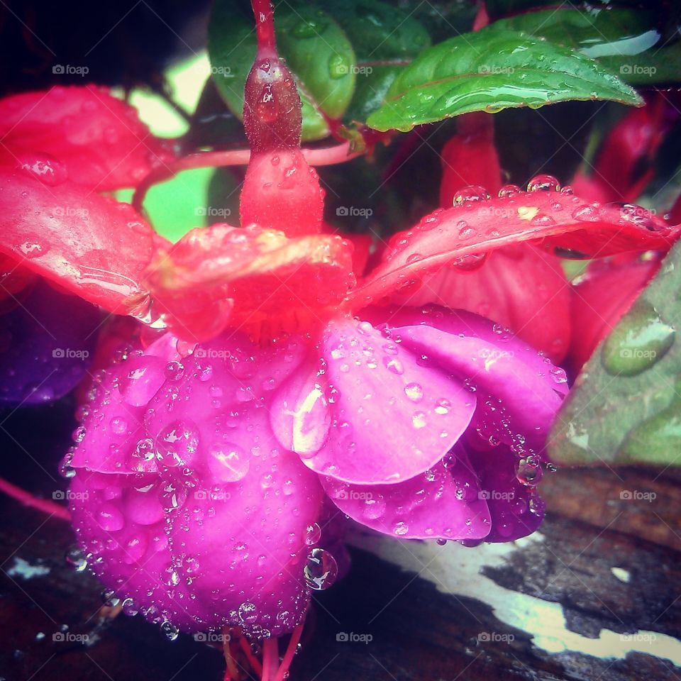 Dewy fuchsia. my fuchsia plant after the rain