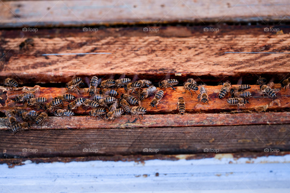 Bees sitting on frames of honeycombs