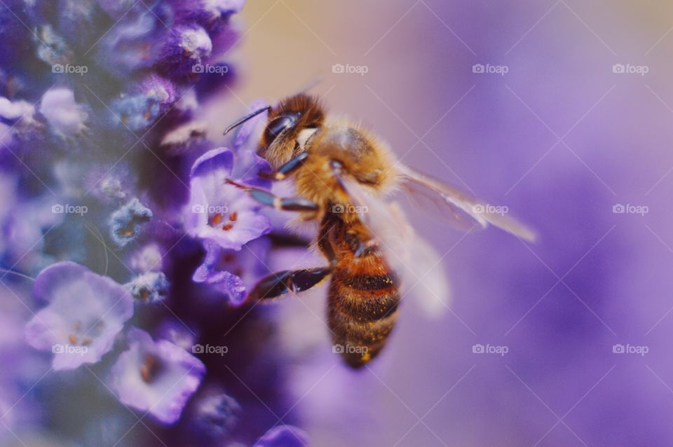 Closeup or macro of a bee