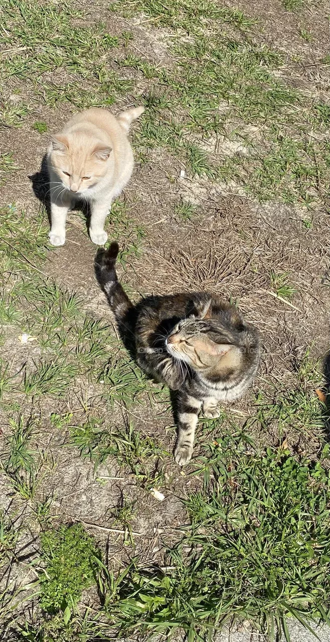 Two stray cats 