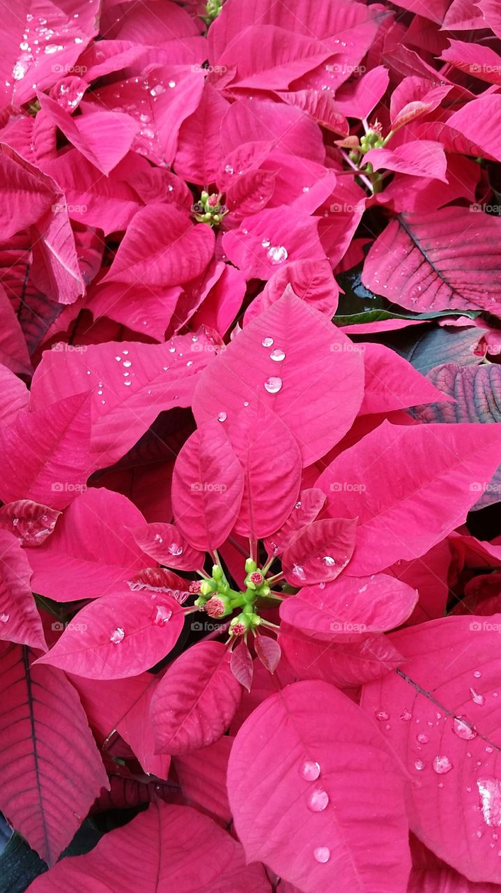 Poinsettia in all its red glory