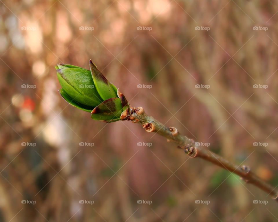 Spring is Budding