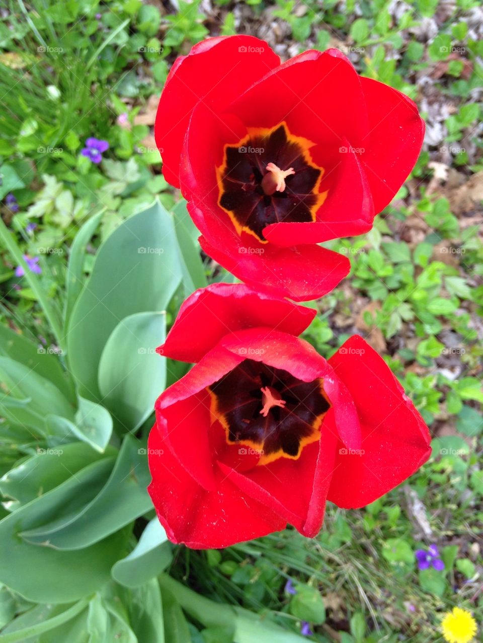 Red tulip