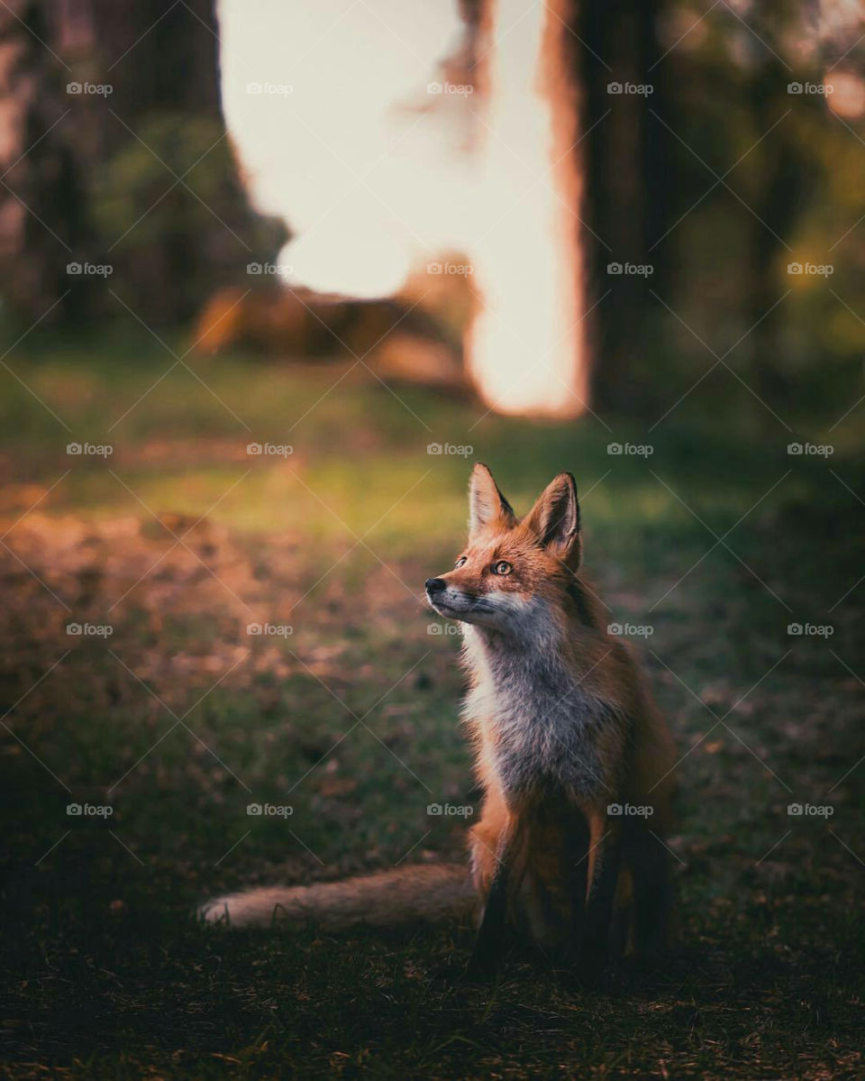 Fox