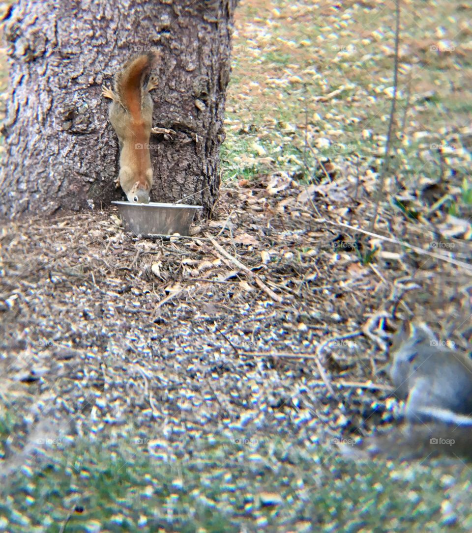 Red Squirrel and Grey