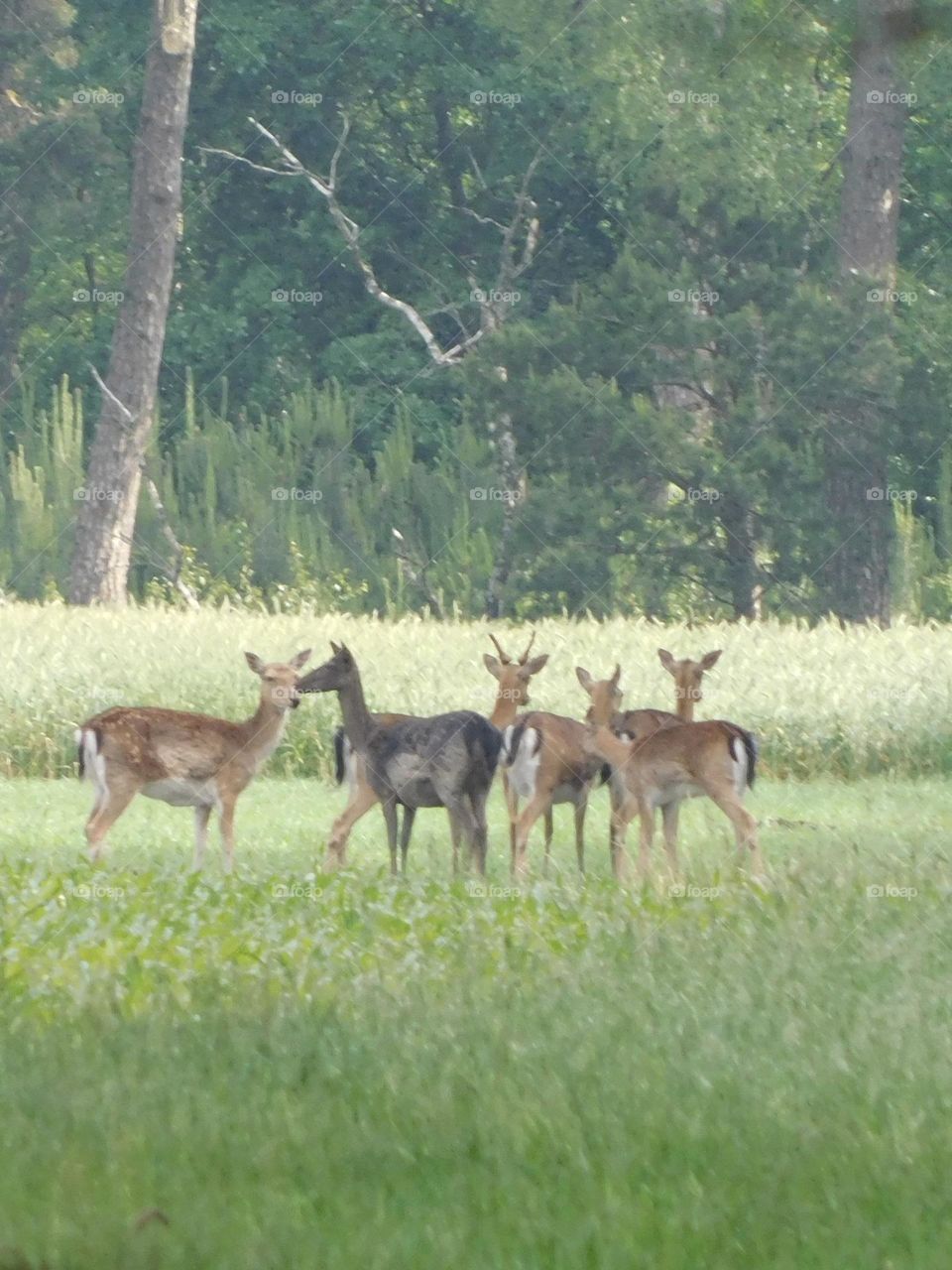 Fallow deer 