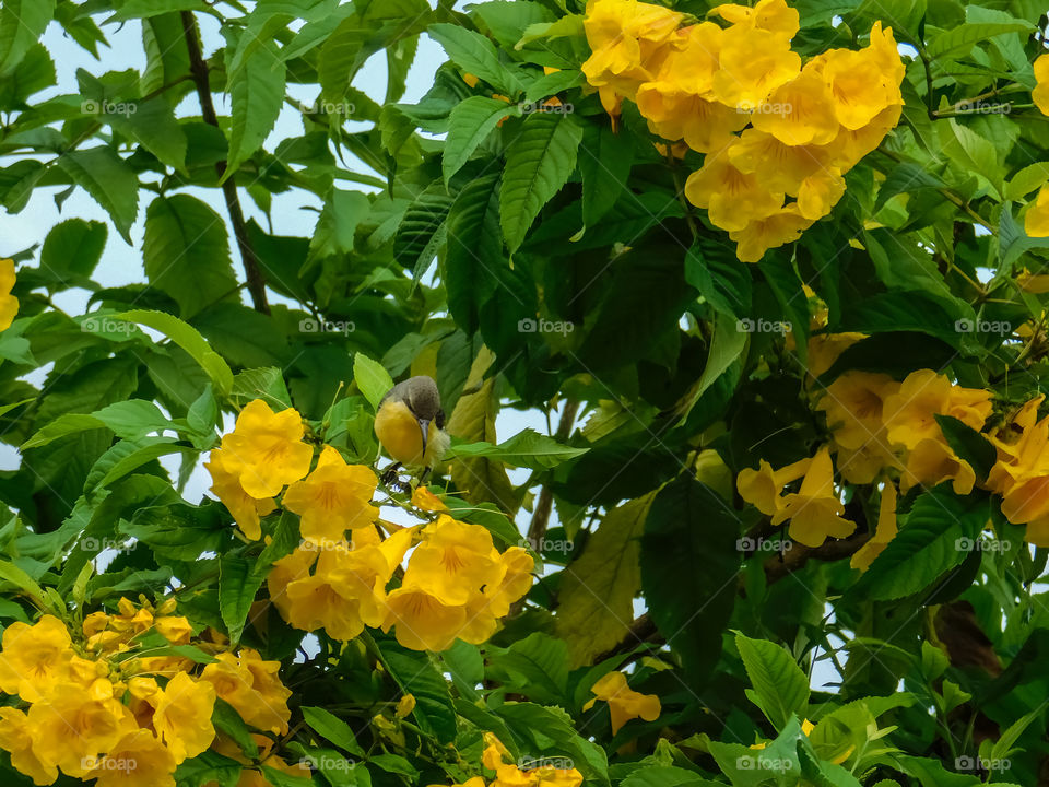 Oleander plant with flower -beauty of yellow colour flowers on tree or plant with Green foliage leaves. Main attraction is sunbird always sitting on this flower.