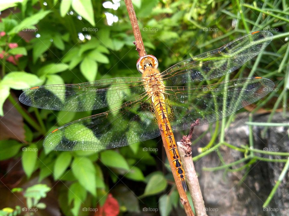 Golden dragonfly corpse.