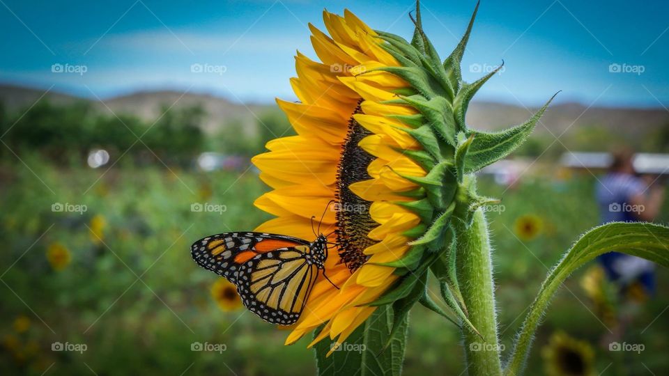 Butterfly and sunflowers 