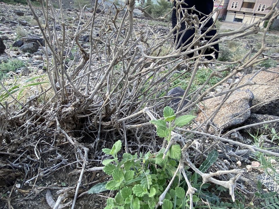 amazing trip with my family in the eid , city taif ,desert herbal 