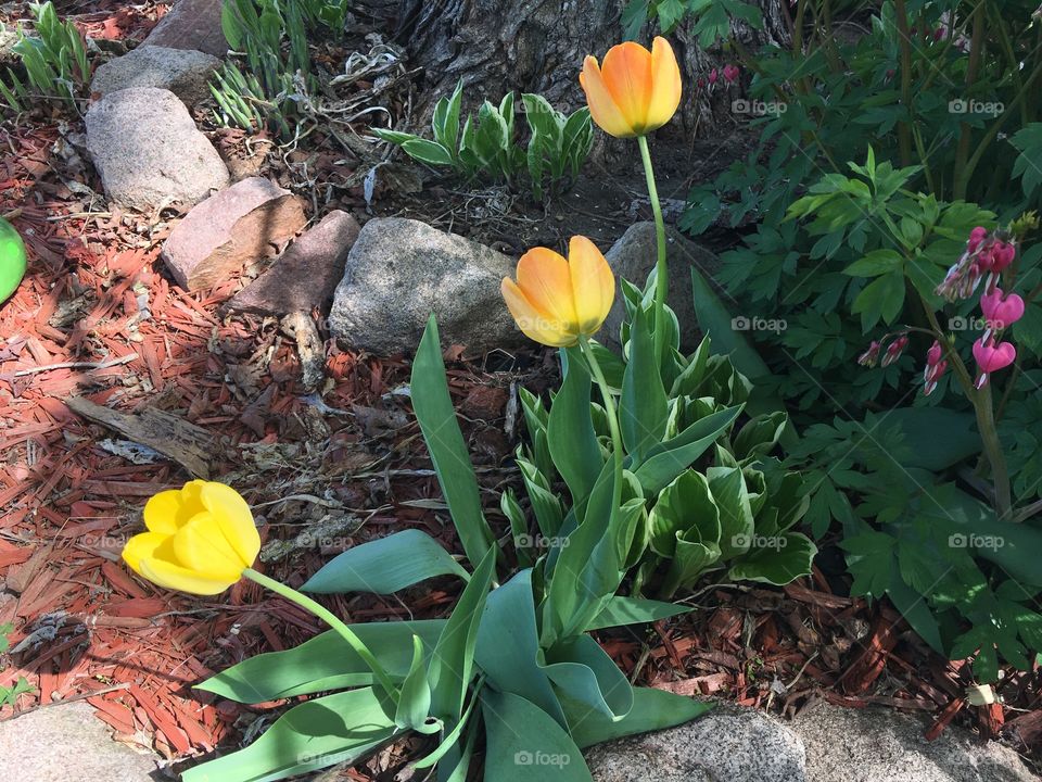 Yellow tulips blooming 