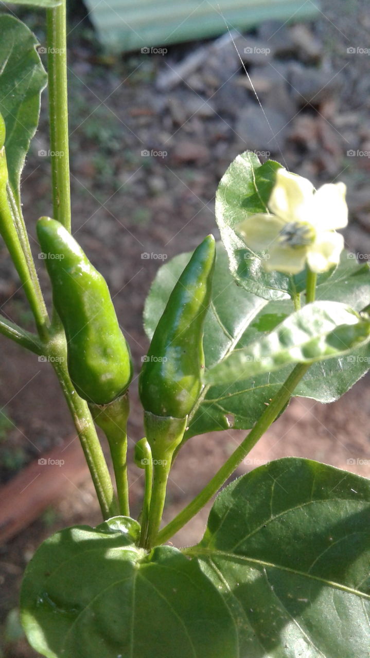 spicy green chilies