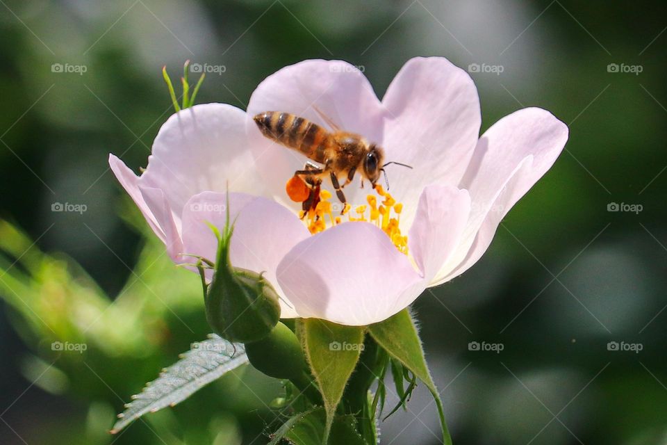 🐝 A bee at the white spring flower