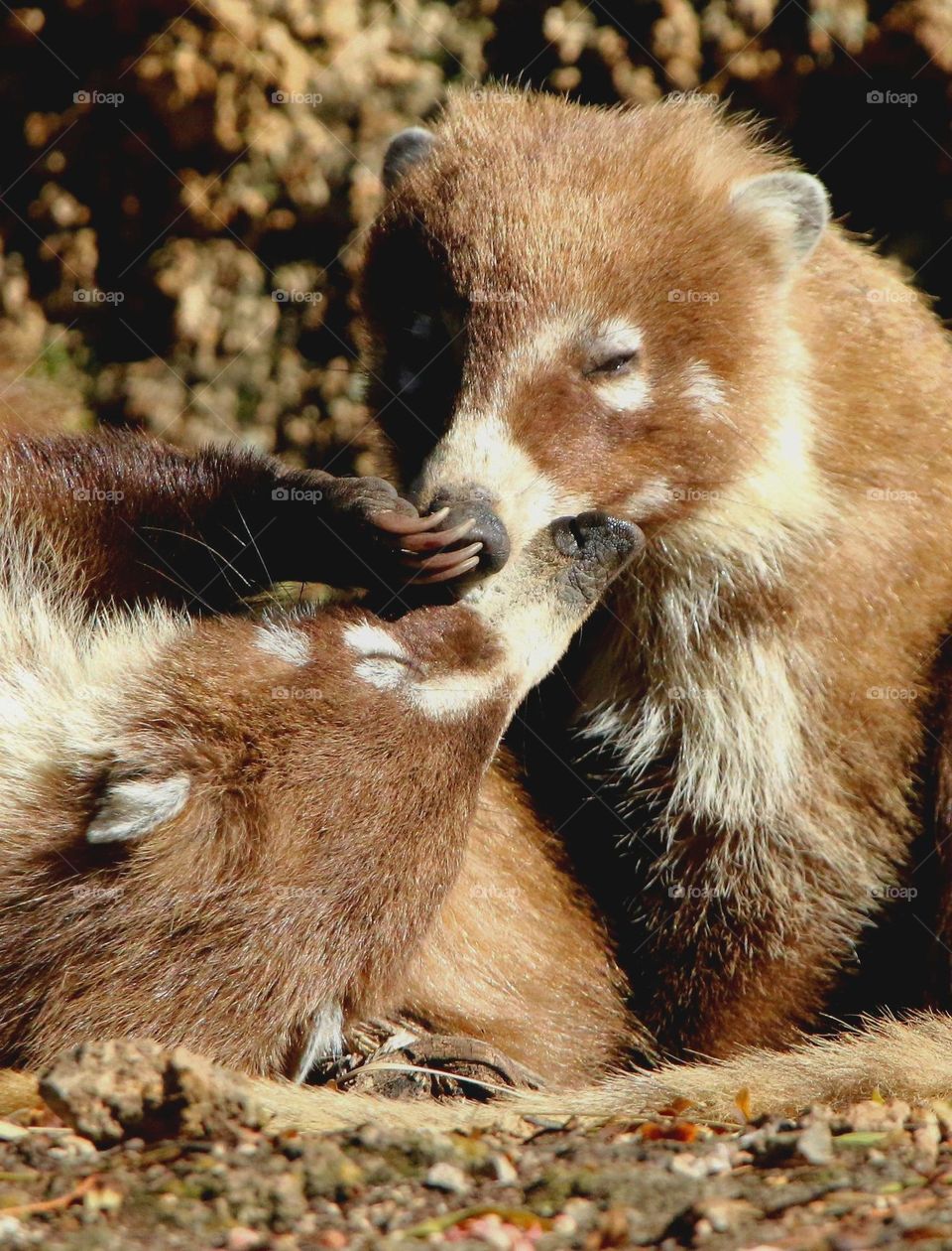 Two Young Coatis at Play