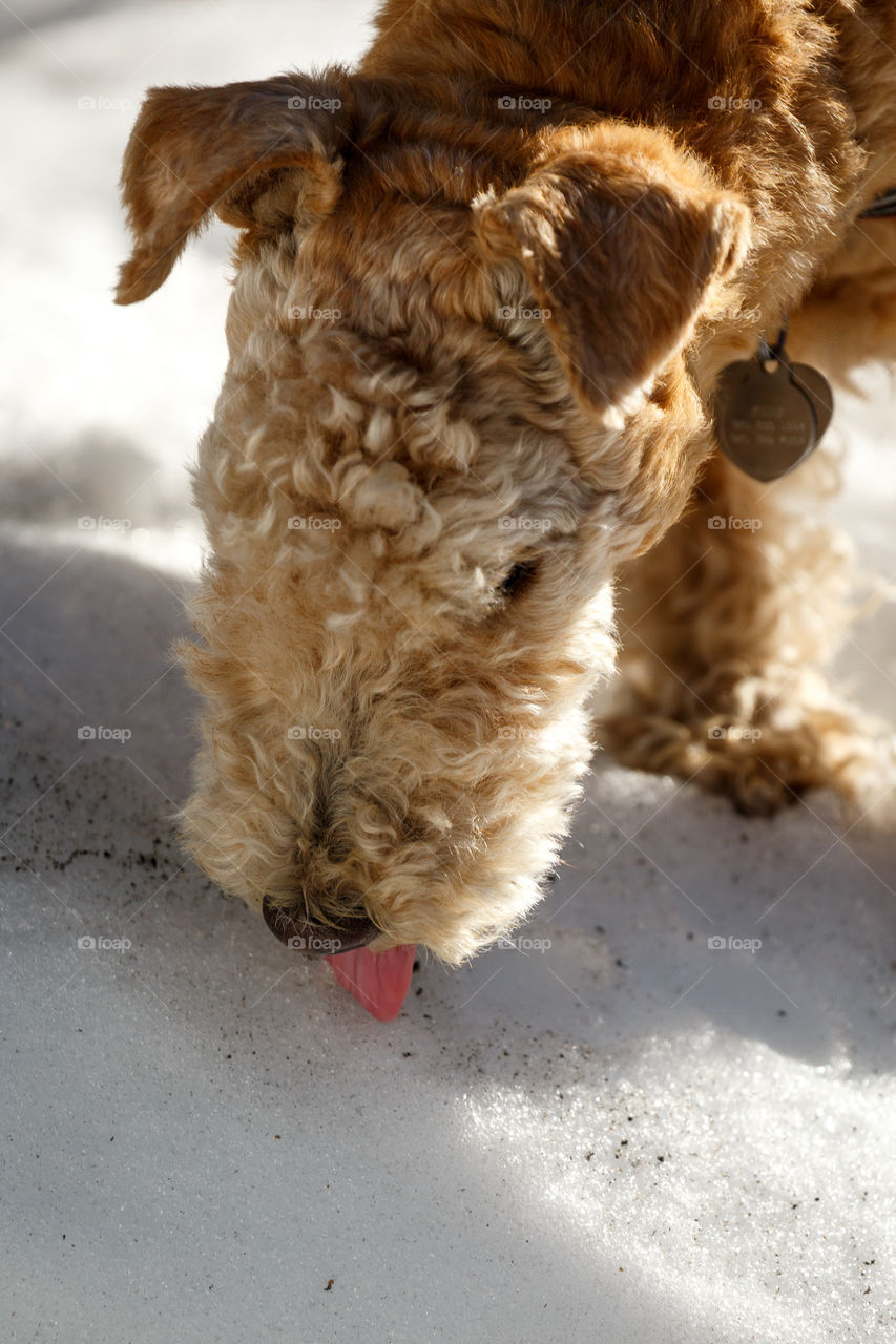 Tasting snow 