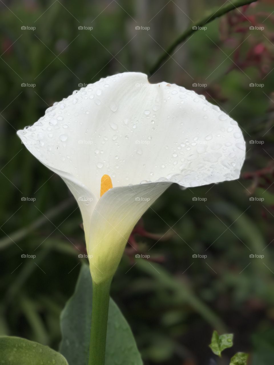 White lily