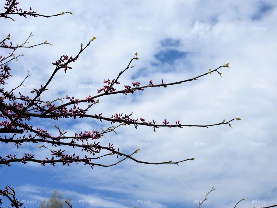 blooming branches