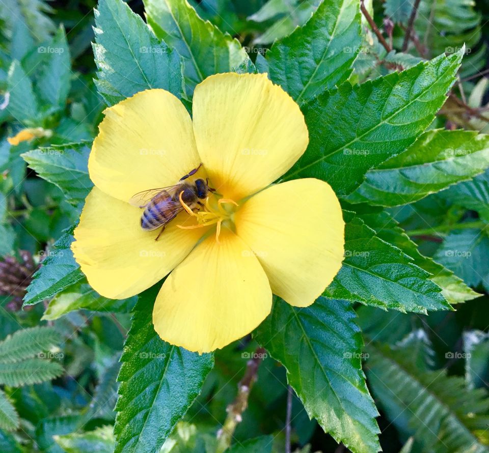 Buzzing bee, yellow flower