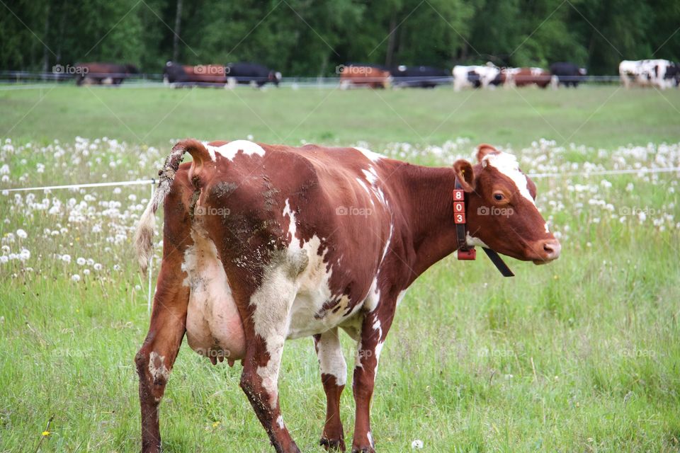 cows on pasture