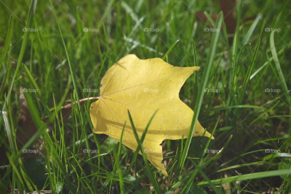 Yellow leaf on grass 