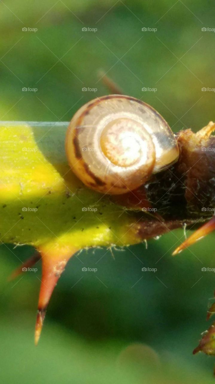 snail on limb