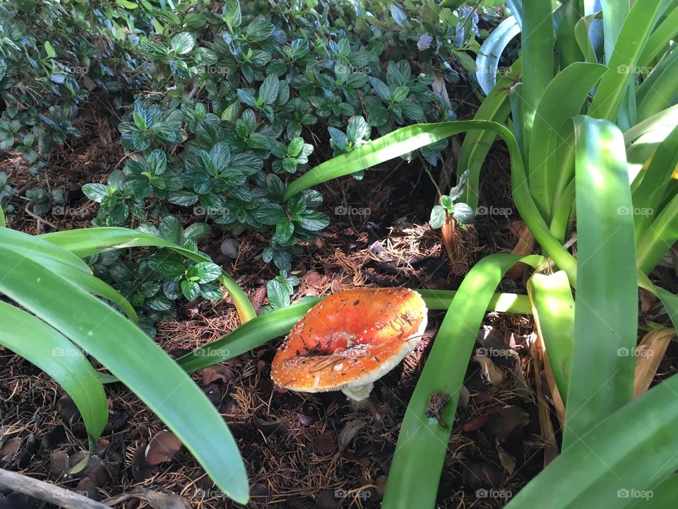 Mushroom in a garden.