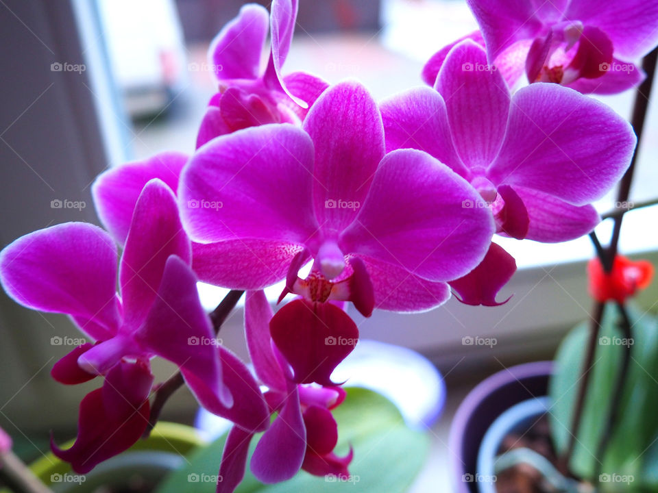 Pink orchids blooming