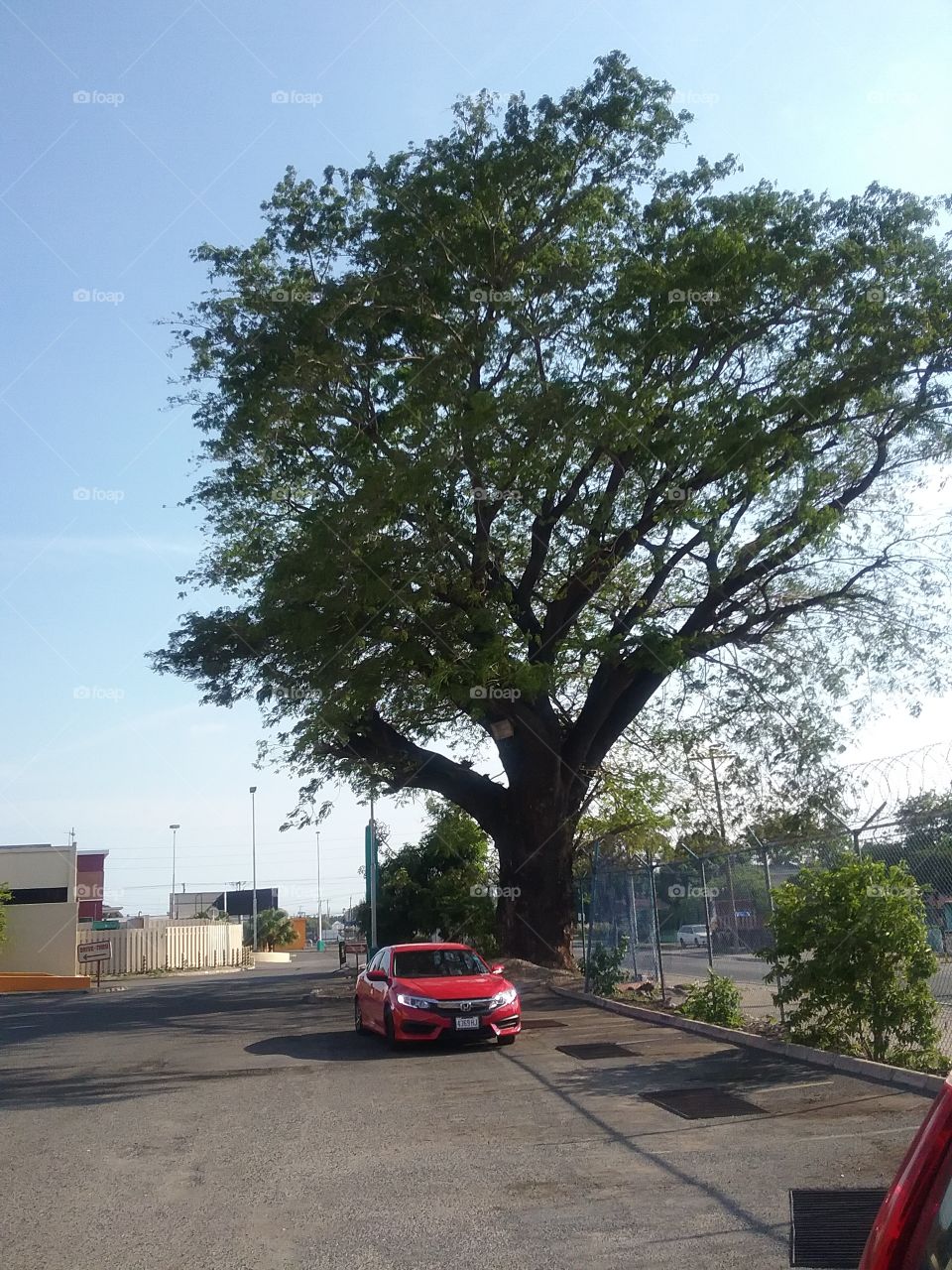 tree in the midst of the city