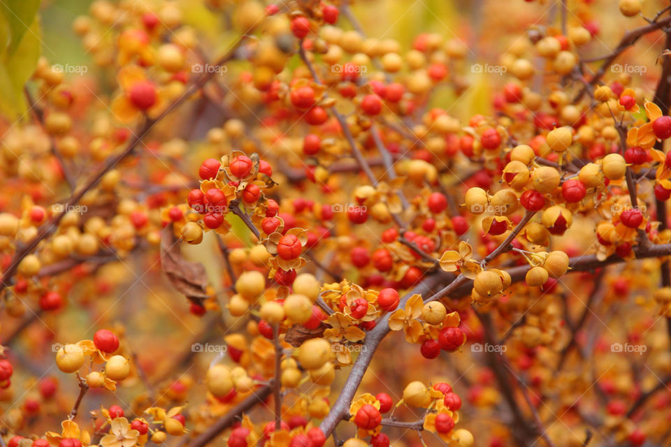 orange autumn nuts seeds by kshapley