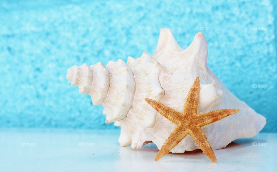 Conch shell and starfish with blue background