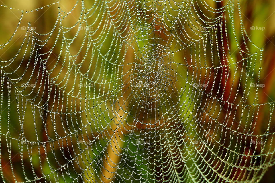 water drops on spiderweb