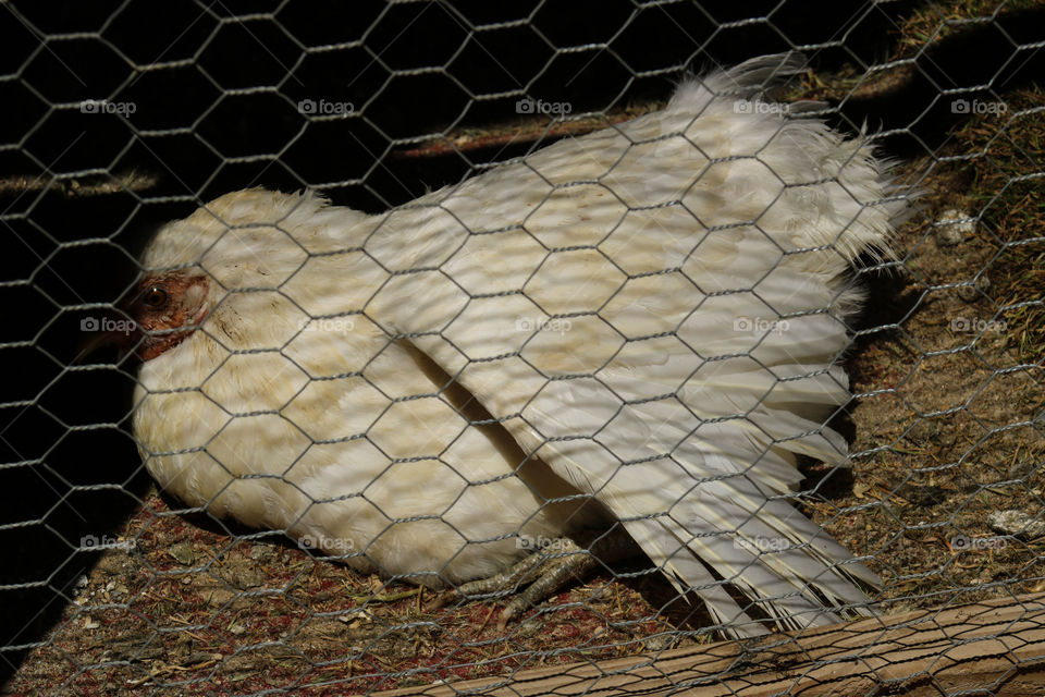 Easter Egger chicken sun bathing