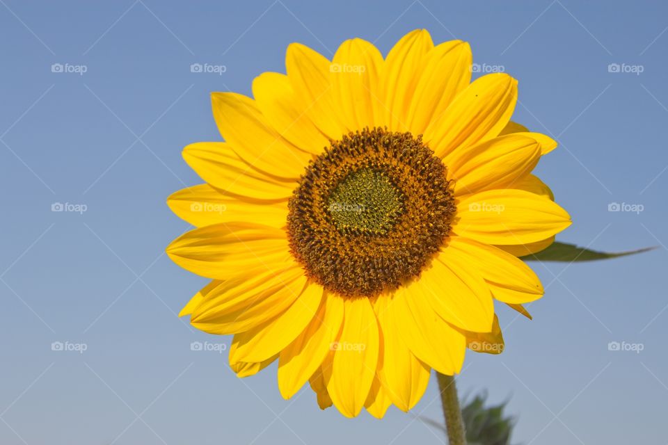 Sunflower on a blue sky background