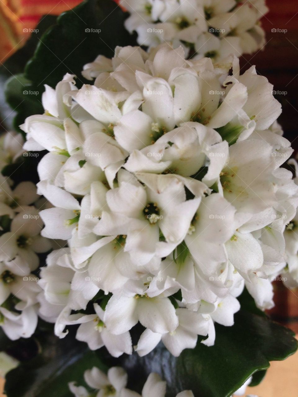 White blooming indoor flowers