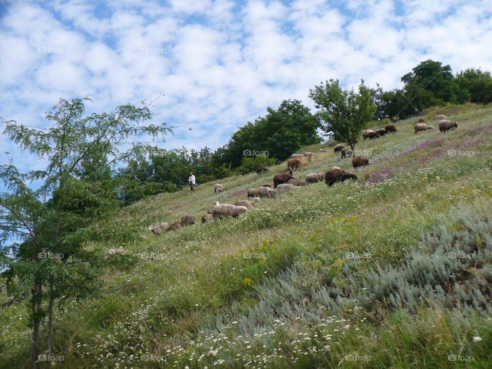 Животные на пастбище