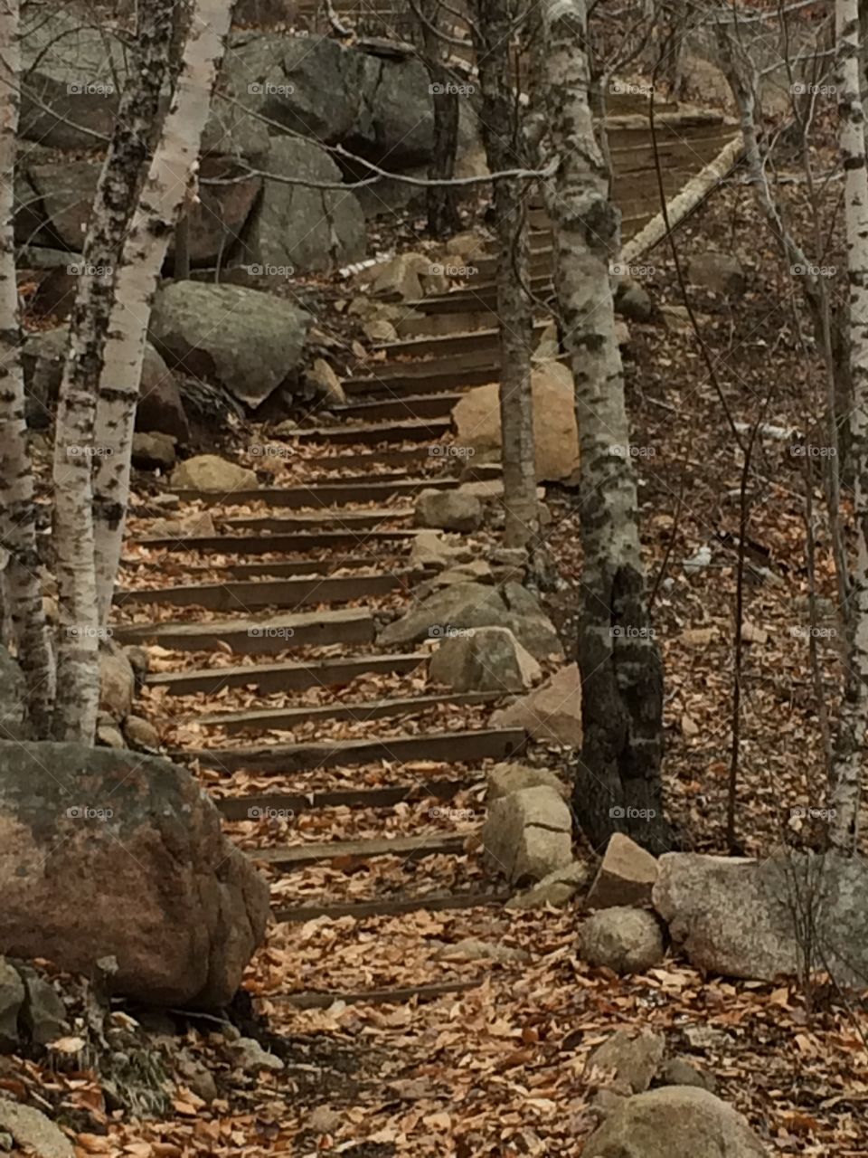 Stairway in woods
