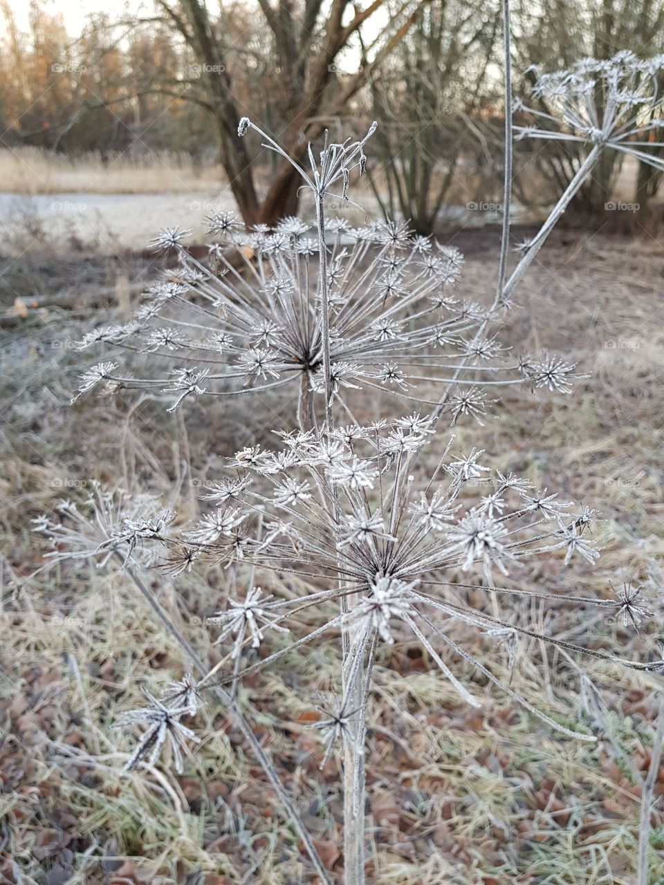 plant with frost