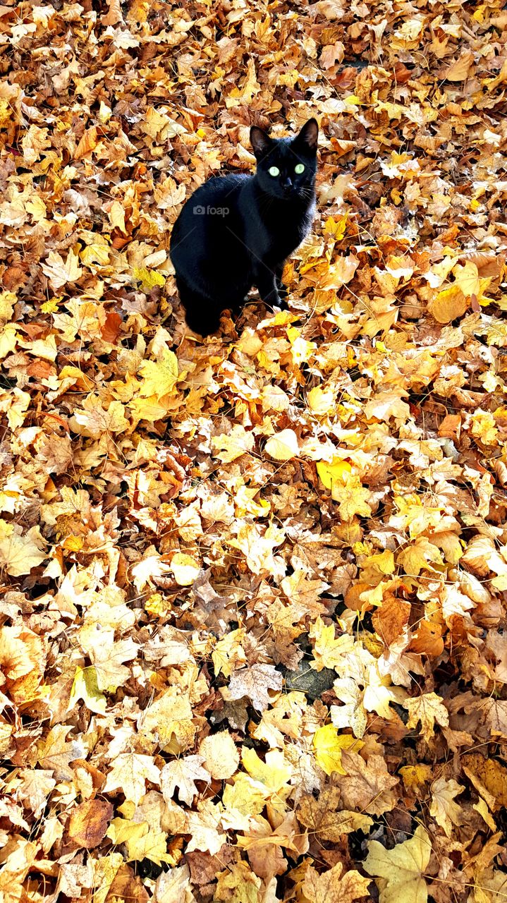 black cat