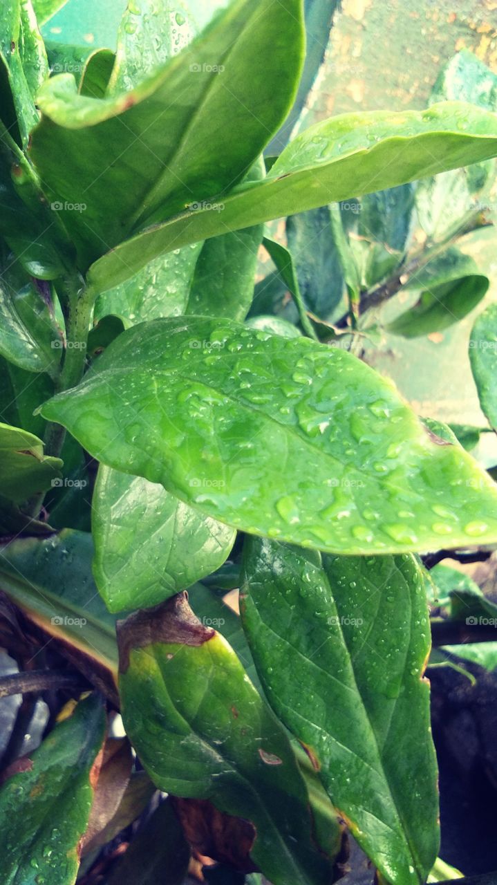 rain drop on leaves