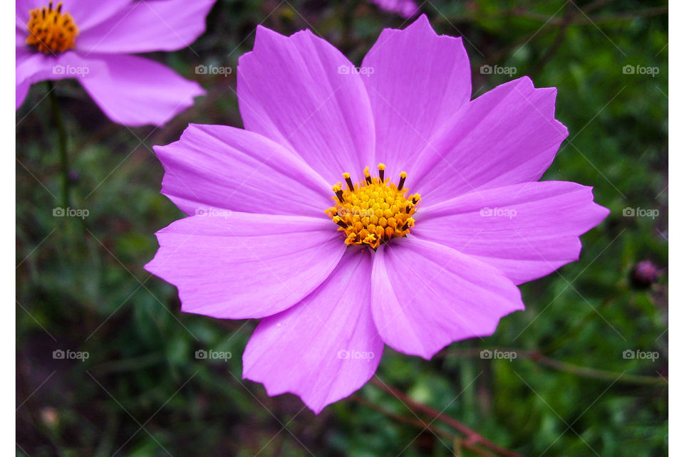 pink flowers