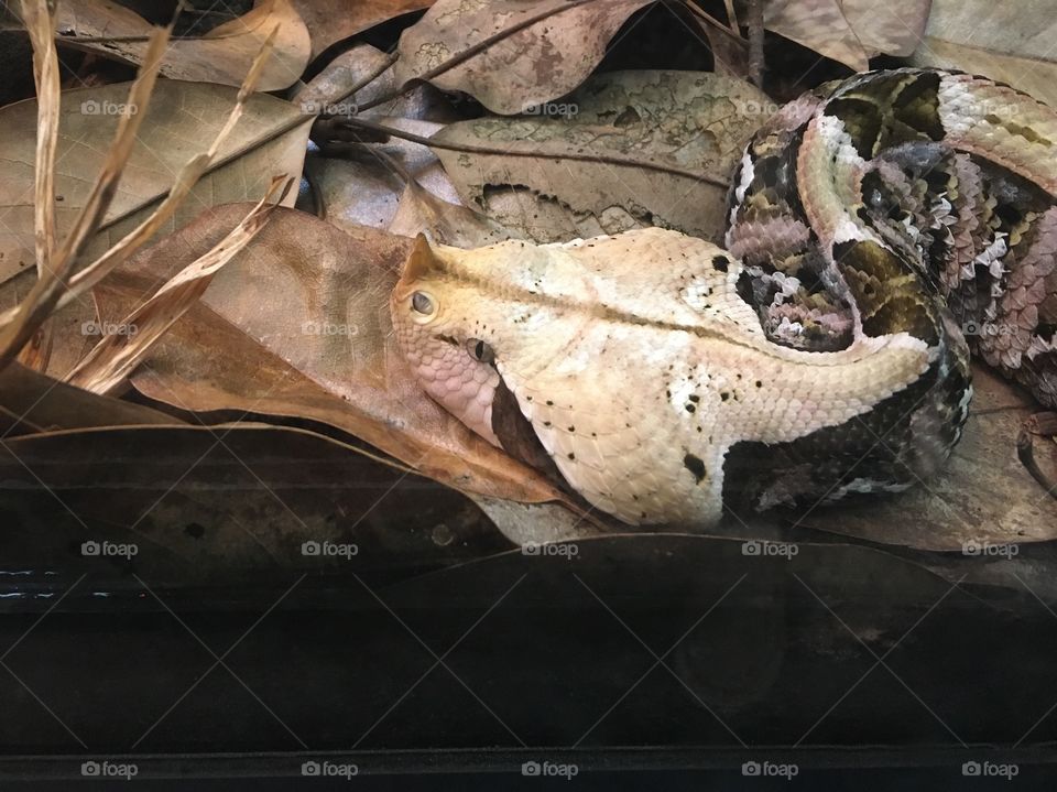 Pit viper in the zoo.