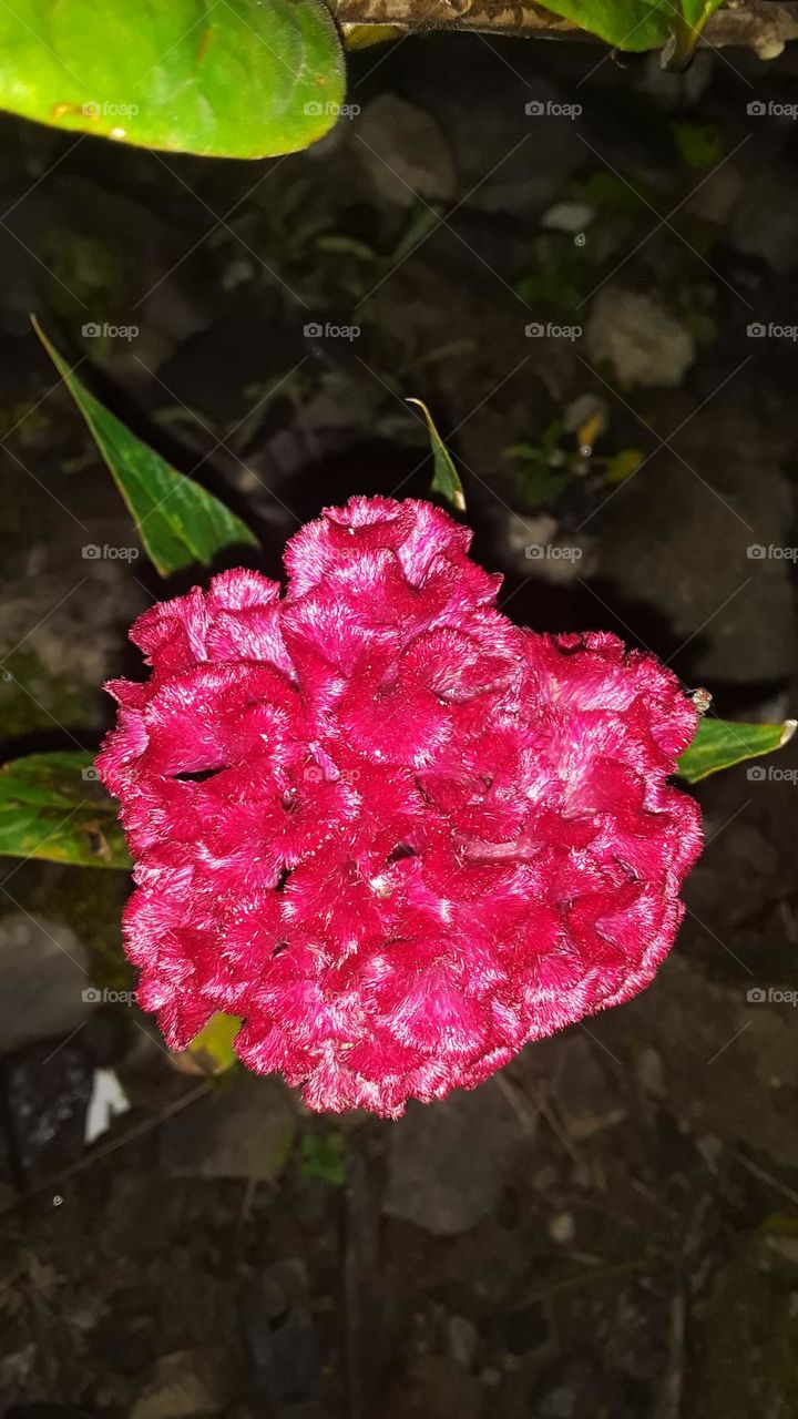 brain flower