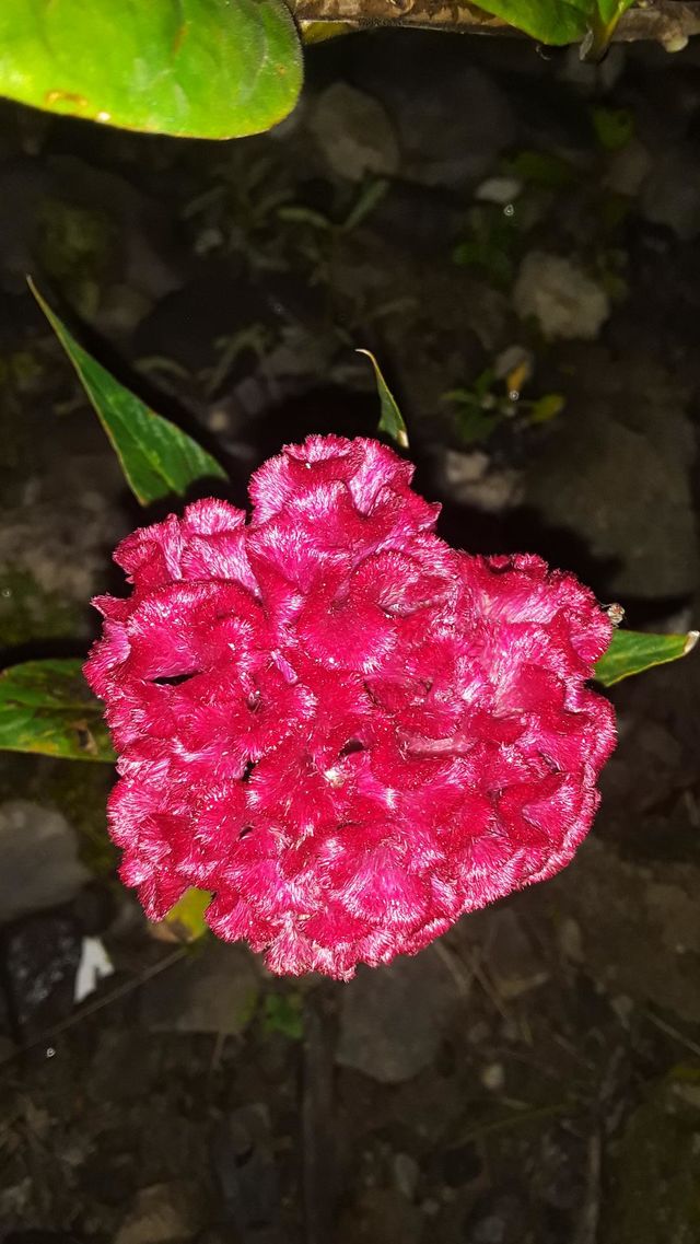 brain flower