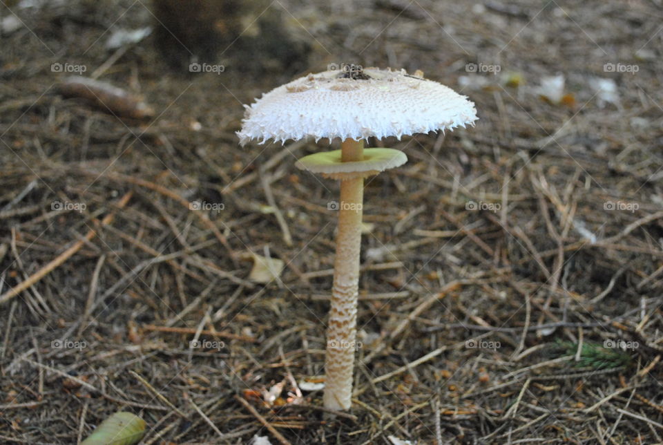 macrolepiota procera mushroom