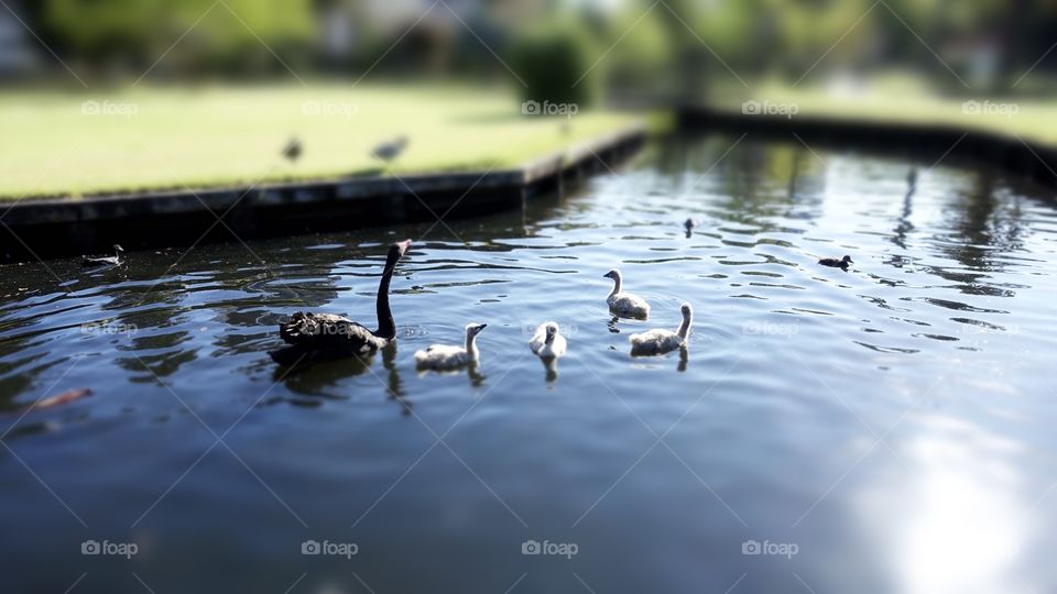 Black swan family, parent and cygnet on the water.