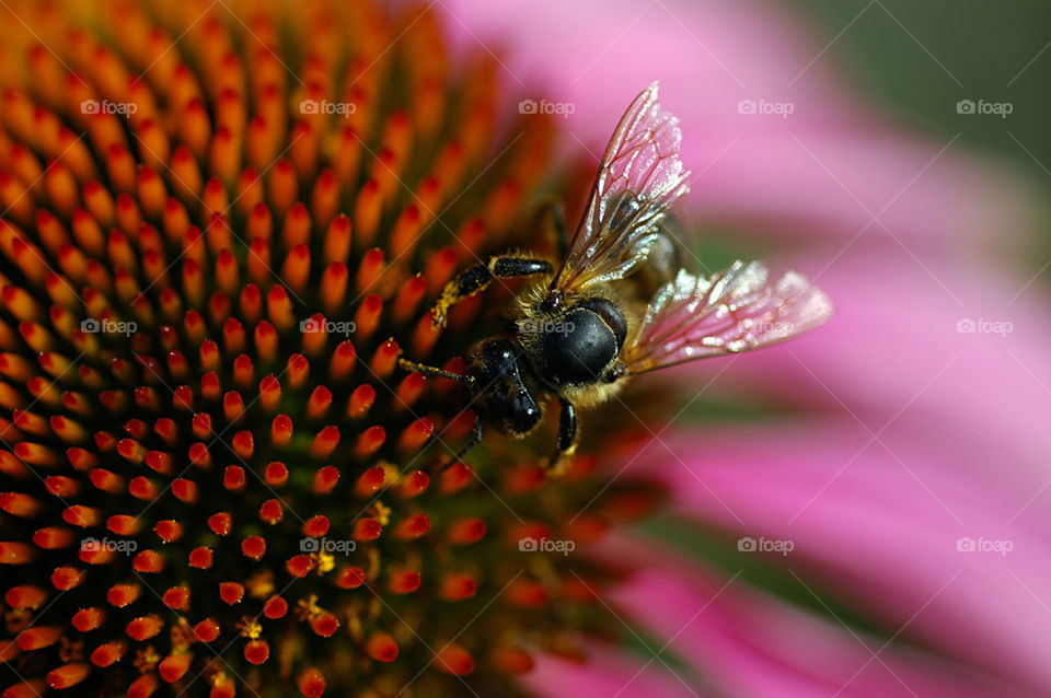pollen flower bee petals by cdnrebel1